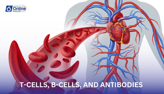 Lesson 12: T-Cells, B-Cells, and Antibodies